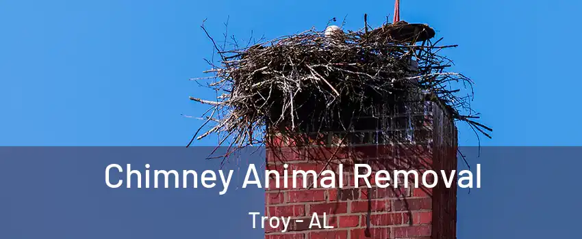  Chimney Animal Removal Troy - AL