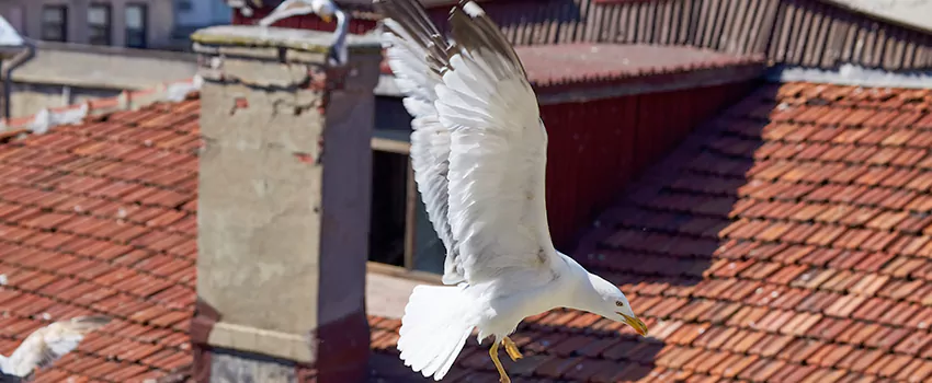 Residential Chimney Animal Removal Solution in Troy, AL