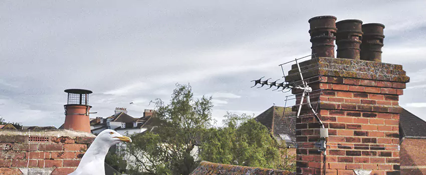 Chimney Cleaning And Restoration in Troy, Alabama